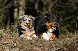 BERGER AUSTRALIEN - ADULT & PUPPY 076